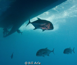Jacks (Trevally) under the boat. Canon G10, Ikelite strob... by Bill Arle 